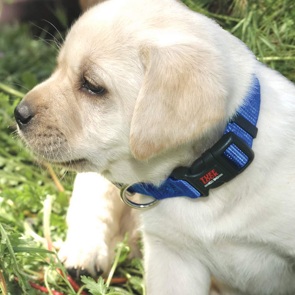 Premium TuffLock - Dog Collar on Puppy